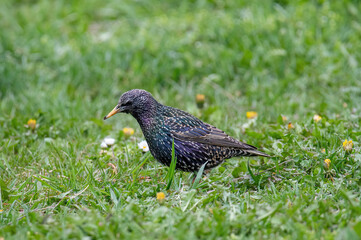 Starling(Sturnus vulgaris) sitting on the grass