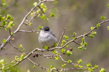 Eurasian blackcap( Sylvia atricapilla ) sitting on branch. Wildlife photo