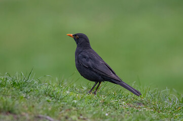 Common Blackbird also known as Turdus merula.