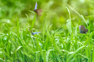 Green lawn grass in drops of dew and a butterfly