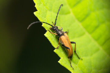 A barbel beetle on a green hydrangea leaf. Close-up. High quality photo