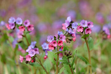 Lungwort flowers in spring forest. Medicinal plant Pulmonaria officinalis, phytotherapy, background with vivid colors of nature