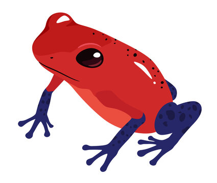 毒ガエル の画像 10 件の Stock 写真 ベクターおよびビデオ Adobe Stock