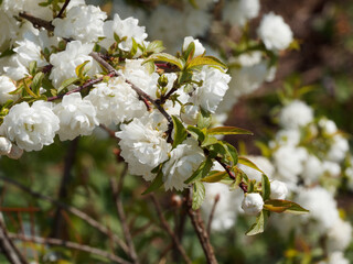 (Prunus glandulosa) Magnifique floraison printanière blanche du cerisier ornemental 'Alba Plena' ou amandier du Japon à fleurs doubles en forme des pompons chiffonnés blanc pur 