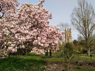 A spring landscape of the city of Oxford with a pink and white magnolia tree in the foreground and the tower of Magdalen college at the University of Oxford in the distance.