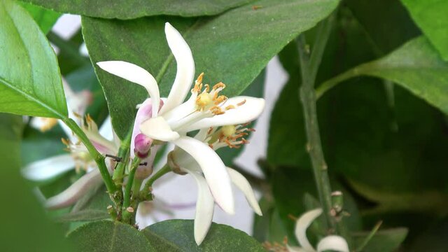Nahaufnahme von einer Limettenbl&uuml;te im Sommer