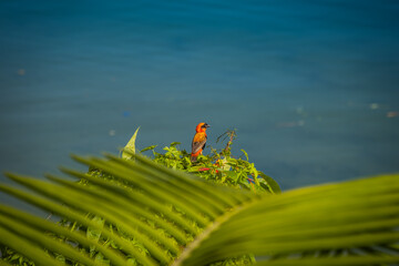 Bird by lake Kivu, Rwanda