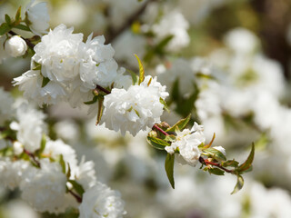 Prunus glandulosa 'Alba Plena' ou cerisier ornemental à fleurs doubles blanc pur en forme de pompons chiffonnés sur des rameaux presques nus