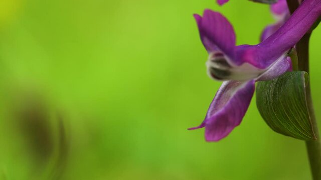 Macro view of an interestingly shaped flower of Corydalis cava in vivid dark pink color. Dolly right.