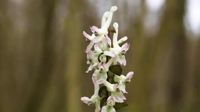 Inflorescence of Corydalis cava dancing in the wind. Beautiful white flowers with a tinge of pink at the end of petals. Close up, dolly left.