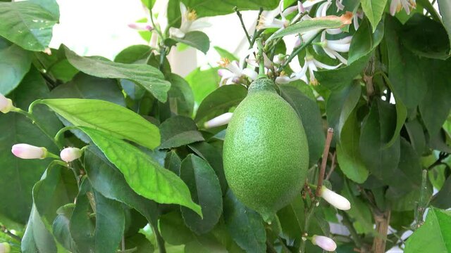 Nahaufnahme von einer Limette im Sommer im Garten