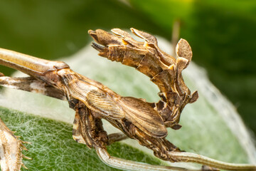 Close up of pair of Beautiful European mantis ( Mantis religiosa )