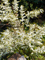 Cerisier ornemental 'Alba Plena', petit arbuste port arrondi aux branches couvertes de grappes de...