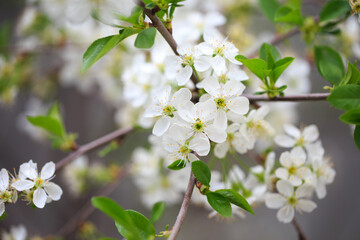 Flowering cherry against a blue sky. Cherry blossoms. Spring background.