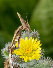 Close up of pair of Beautiful European mantis ( Mantis religiosa )