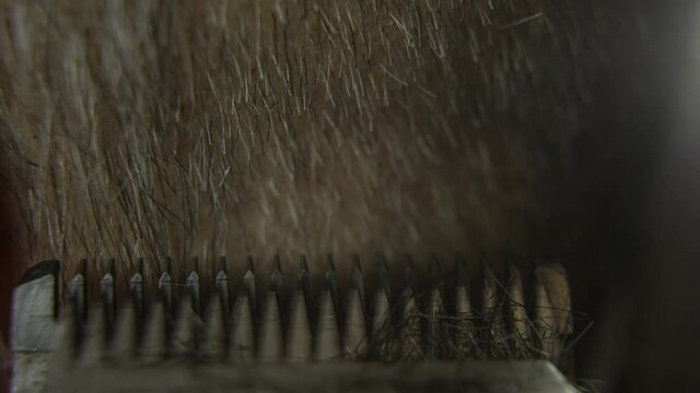 Macro plan of a blade trimmer whose hair is cut from a man's head. The clipper cuts gray hair. The haircut master cuts the man.