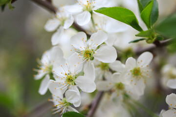 Flowering cherry against a blue sky. Cherry blossoms. Spring background.