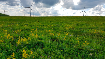 A field of wind turbines build on a vast pasture in Xilinhot in Inner Mongolia. There are a few yellow and purple wildflowers. Natural resources energy. Endless grassland. Blue sky with white clouds.