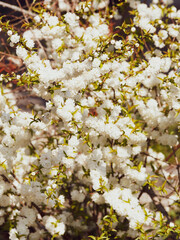 Cerisier ornemental 'Alba Plena', petit arbuste port arrondi aux branches couvertes de grappes de fleurs rondes et doubles en forme de pompons blanc pur