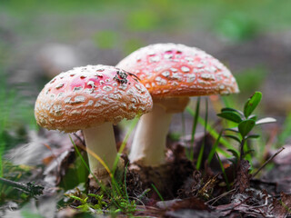 Fly-agaric in a forest, closeup photo
