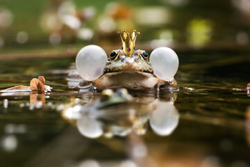 Froschkönig