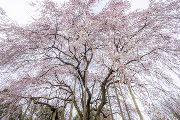 Obraz premium 枝垂れ桜 (日本 - 福井 - 足羽神社)