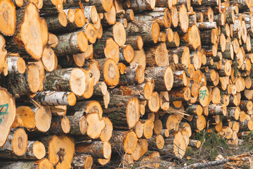 deforestation for roads, wood harvesting, wood as a renewable biological resource, deforestation area for highways