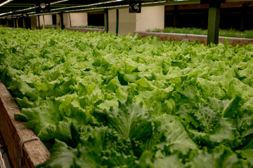 Fresh lettuce leaves, close up.,Butterhead Lettuce salad plant, hydroponic vegetable leaves....