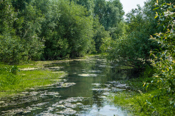Swampy river with vegetation in the water and trees on both sides