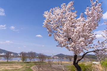 Naklejka premium Heart-shaped cherry blossom tree under the blue sky