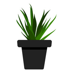 home flower, plant in a pot, Vector realistic succulent in a pot. Ornamental houseplant. Vector illustration
