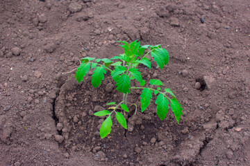 tomatoes grow in a greenhouse