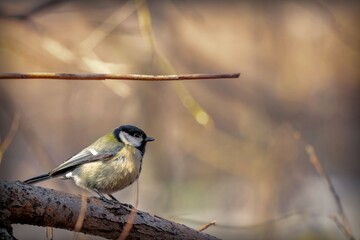 A small yellow bird sits on a tree branch. Great tit.