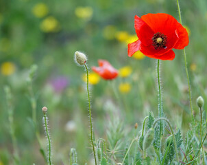 Three stages of the growth of a poppy in a single photograph