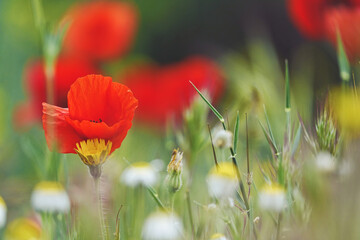 red poppy in the field