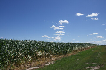Fototapeta na wymiar Corn plantation under a clear blue sky on a sunny day. Agricultural landscape.