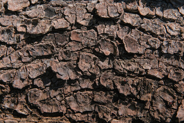 Rough tree bark texture background. Natural background. High quality photo