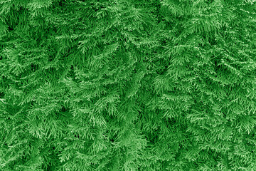 Thuja branches as an abstract background.
