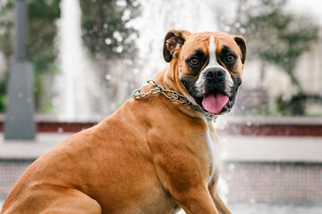 Boxer dog on the background of the fountain