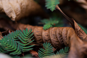 close up of fern