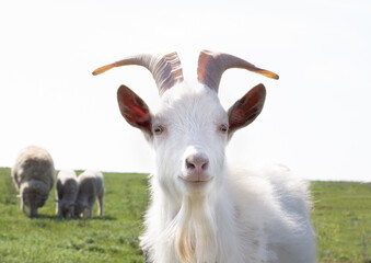 light goat with horns on pasture, warm summer day, close-up