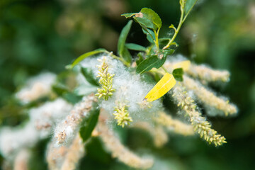 Willow branch with catkins and fluff, the background is blurred