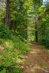 Obraz premium coniferous forest in summer. path among the trees. beautiful nature scenery on a sunny day