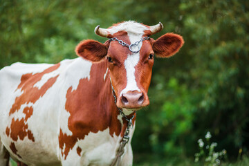 Close-up of an Ayrshire dairy cow grazing in the meadow of a large dairy farm.