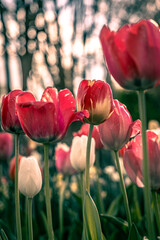 The tulips are very long flowers