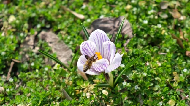 Bee collecting nectar on a purple saffron crocus, also called crocus vernus or Krokus