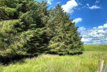 Fototapeta na wymiar High on the moor tops in Cray, with trees, long grass and a blue sky in Cray, Skipton, UK