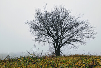 A tree in the autumn field