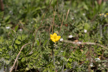 greater clandine, a medicinal plant of the poppy family