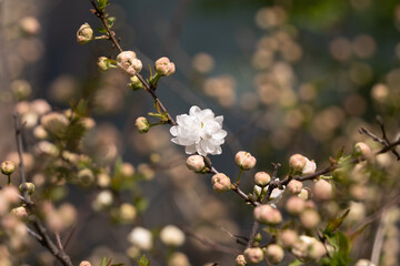 Among the many buds hanging from the branches of the tree, a flower bloomed.